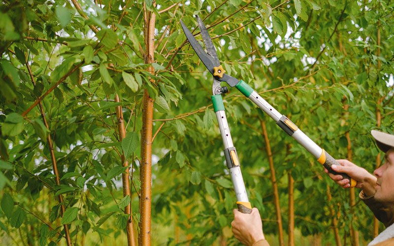 Tree trimming in Gilboa, WV