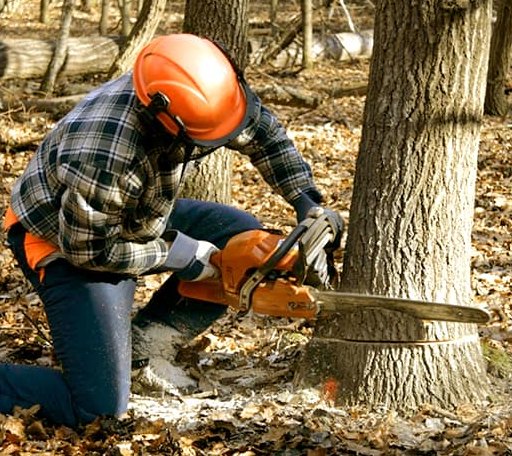 Tree Removal in Gilboa, WV
